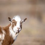 幸运彩票网页版使用指南:从注册到投注的全流程解析 hc3htxsgk8